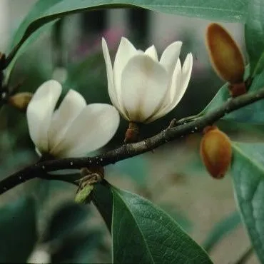 thumbnail for publication: Michelia doltsopa x figo 'Allspice' Allspice Banana Shrub